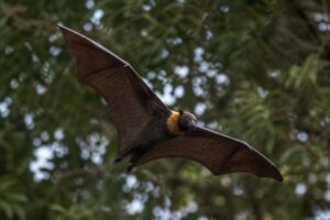 Image of a New Ireland Masked Flying Fox in its natural habitat