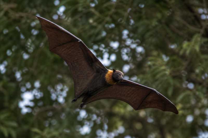 Image of a New Ireland Masked Flying Fox in its natural habitat