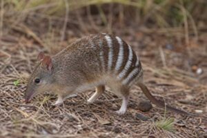 Image of a New South Wales Barred Bandicoot in its natural habitat
