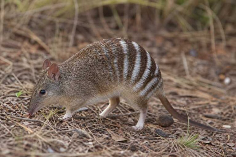 Image of a New South Wales Barred Bandicoot in its natural habitat