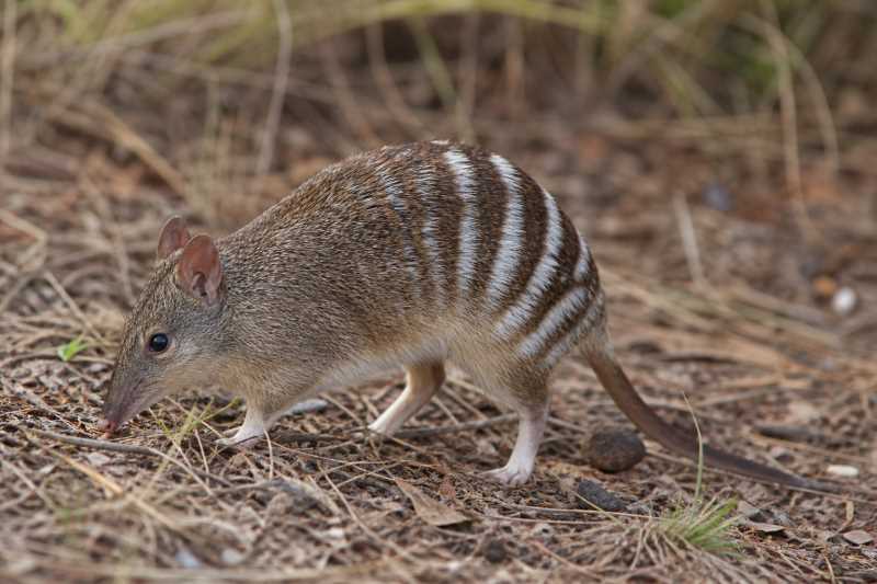 Image of a New South Wales Barred Bandicoot in its natural habitat
