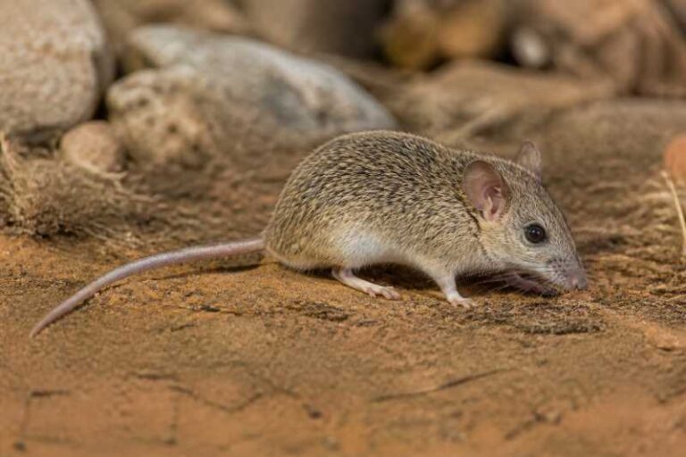 Image of a Nguru Spiny Mouse in its natural habitat