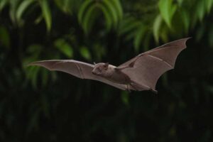 Image of a Nigerian Free-tailed Bat in its natural habitat