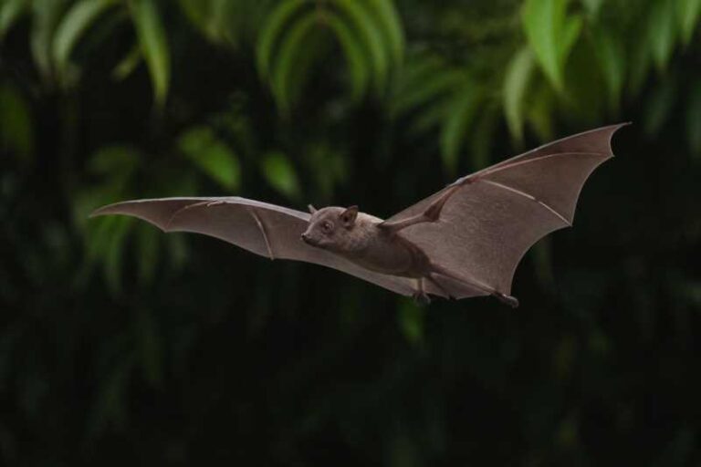 Image of a Nigerian Free-tailed Bat in its natural habitat