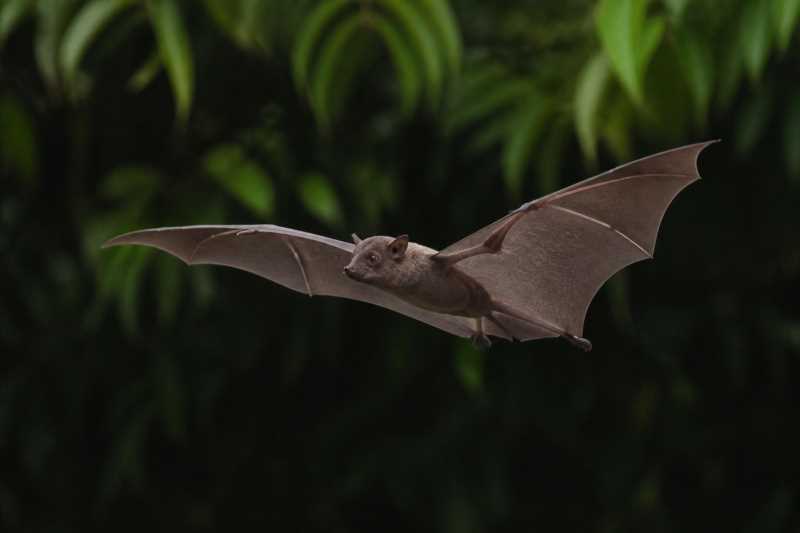 Image of a Nigerian Free-tailed Bat in its natural habitat