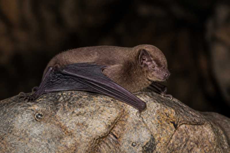 Image of a Nimba Long-fingered Bat in its natural habitat