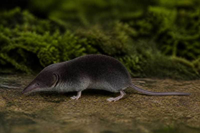 Image of a Nimba White-toothed Shrew in its natural habitat