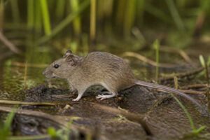 Image of a Nimble-footed Rice Rat in its natural habitat