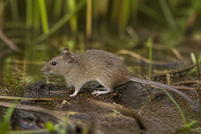 Image of a Nimble-footed Rice Rat in its natural habitat