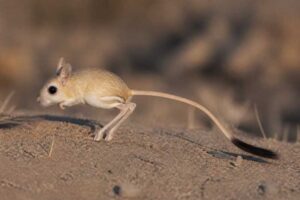 Image of a Ningxia Three-toed Jerboa in its natural habitat