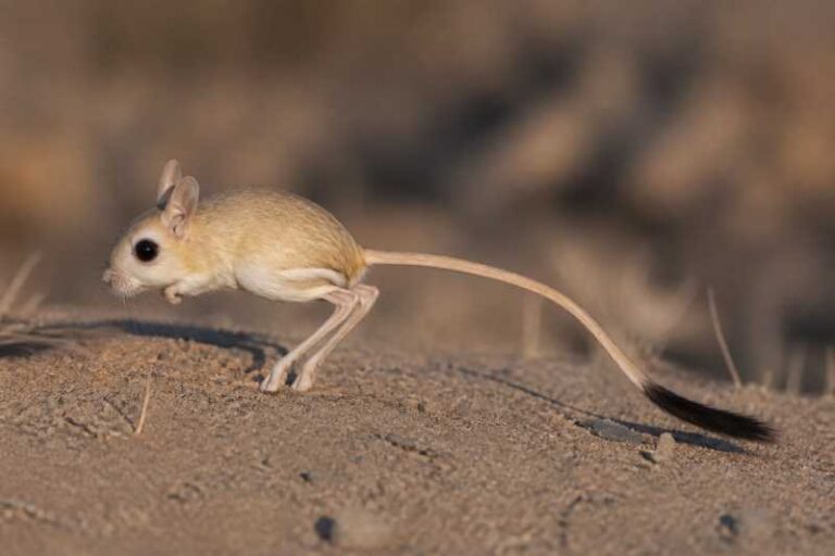 Image of a Ningxia Three-toed Jerboa in its natural habitat