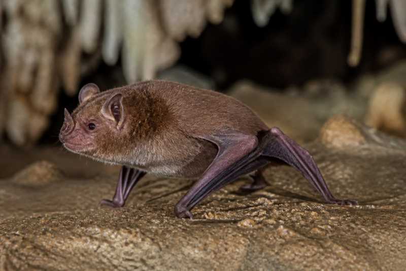 Image of a Noack's Roundleaf Bat in its natural habitat