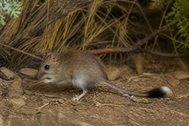 Image of a Noble Brush-tailed Mouse in its natural habitat
