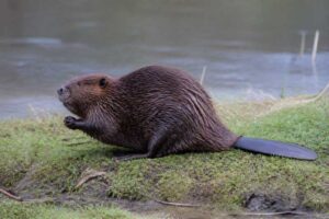 Image of a North American Beaver in its natural habitat