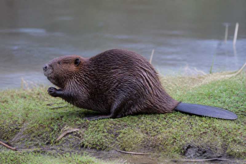 Image of a North American Beaver in its natural habitat