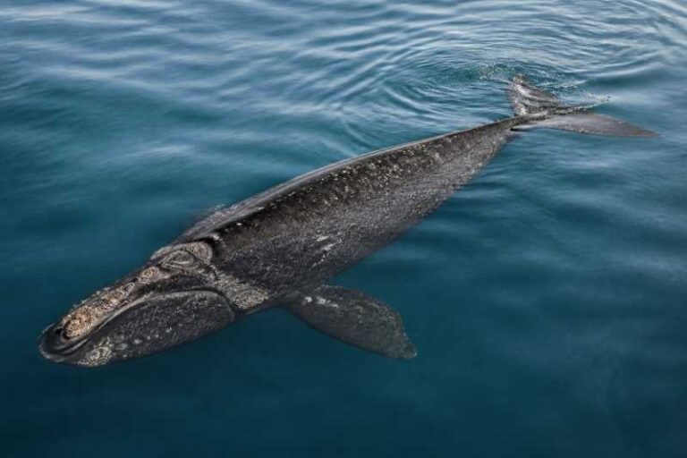 Image of a North Pacific Right Whale in its natural habitat