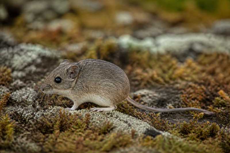 Image of a Northern Birch Mouse in its natural habitat