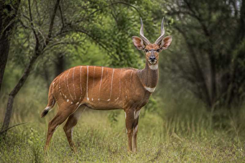 Image of a Northern Bushbuck in its natural habitat