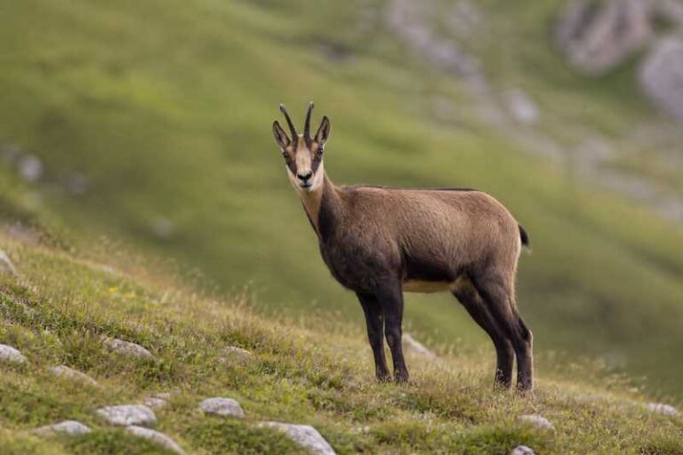 Image of a Northern Chamois in its natural habitat
