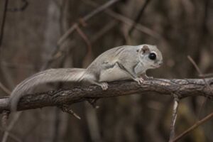 Image of a Northern Chinese Flying Squirrel in its natural habitat