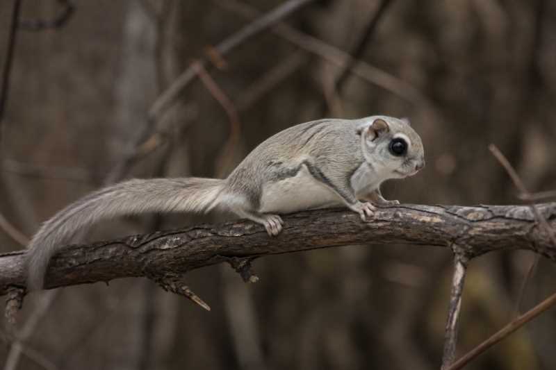 Image of a Northern Chinese Flying Squirrel in its natural habitat