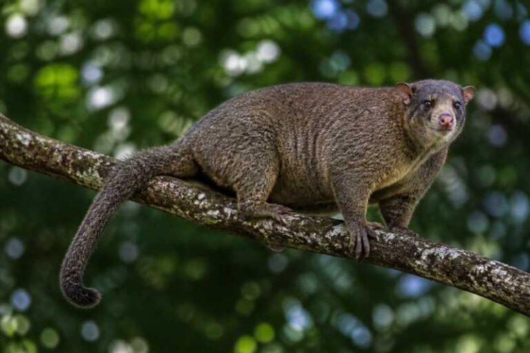 Image of a Northern Common Cuscus in its natural habitat