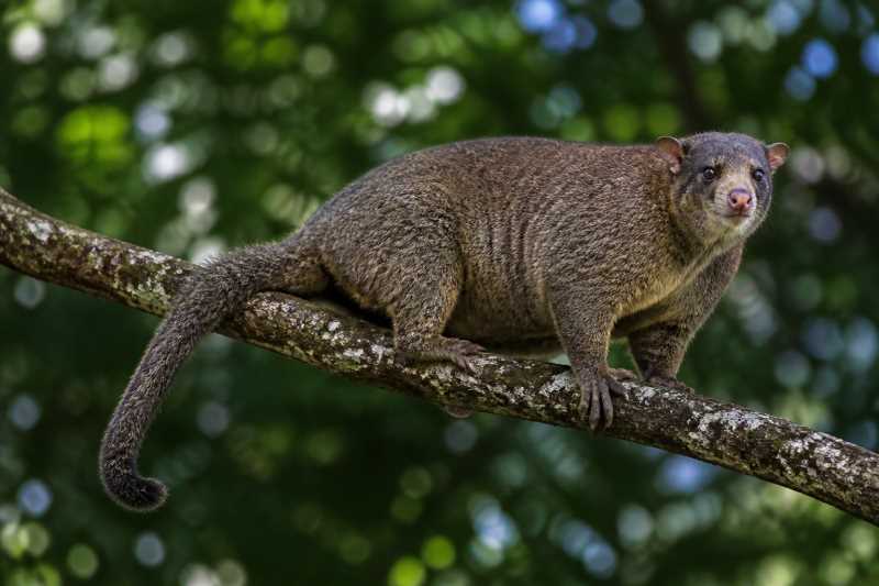 Image of a Northern Common Cuscus in its natural habitat