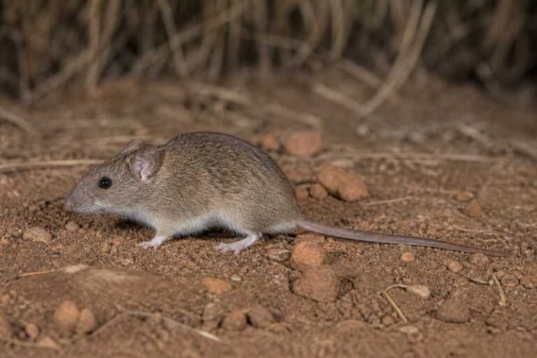 Image of a Northern Delicate Mouse in its natural habitat