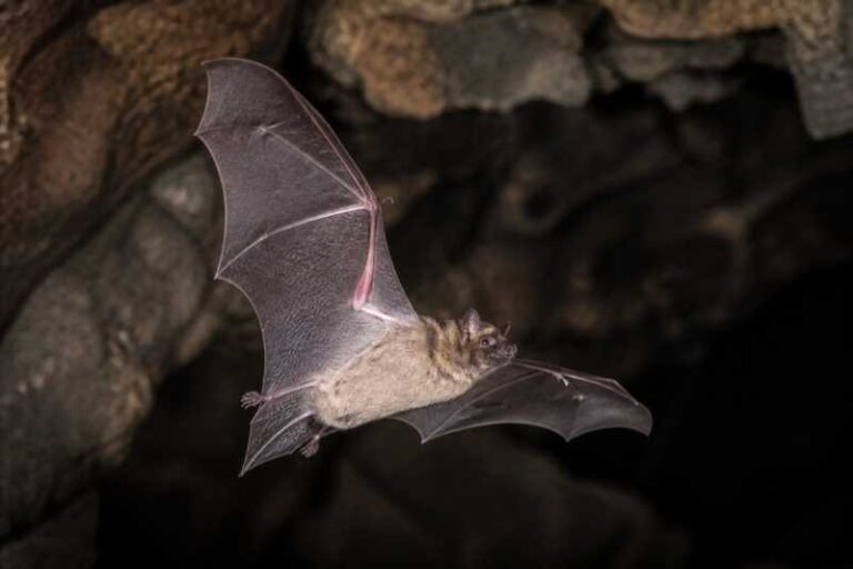 Image of a Northern Dwarf Bonneted Bat in its natural habitat