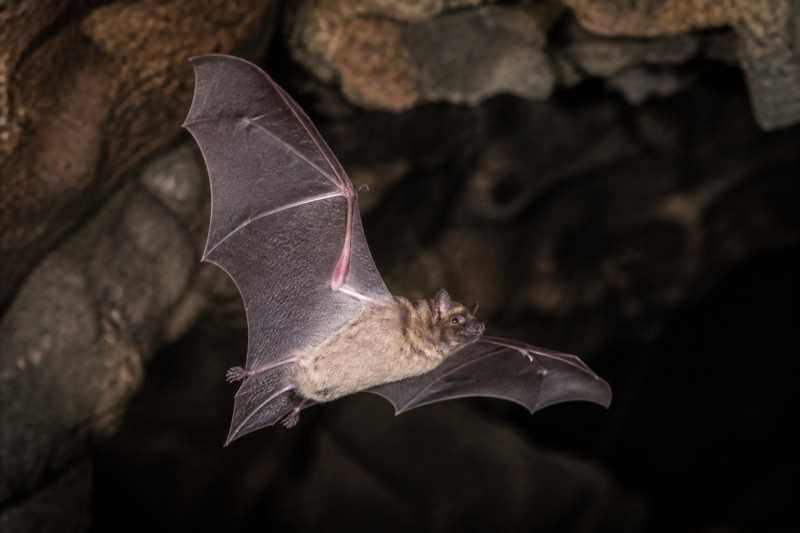 Image of a Northern Dwarf Bonneted Bat in its natural habitat