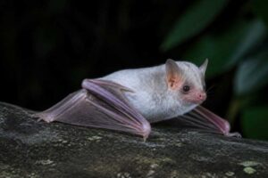 Image of a Northern Ghost Bat in its natural habitat