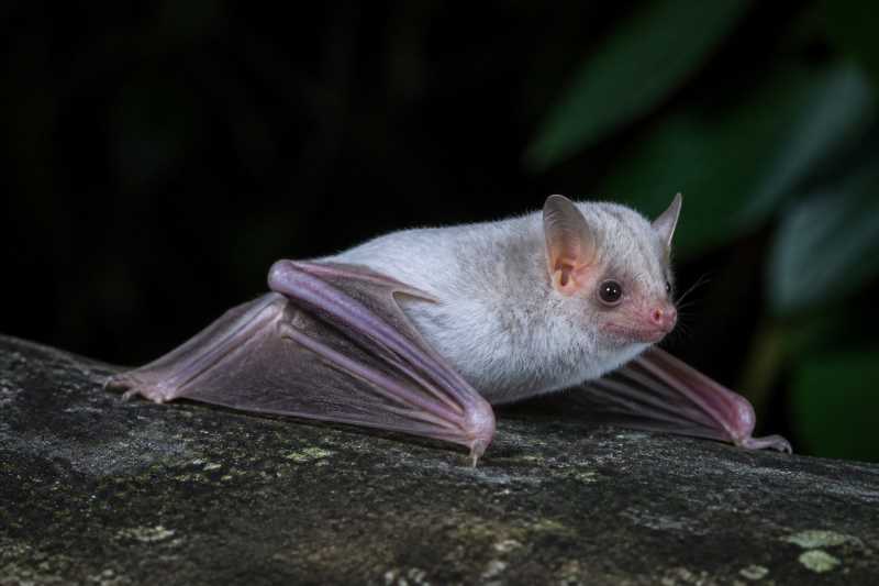 Image of a Northern Ghost Bat in its natural habitat