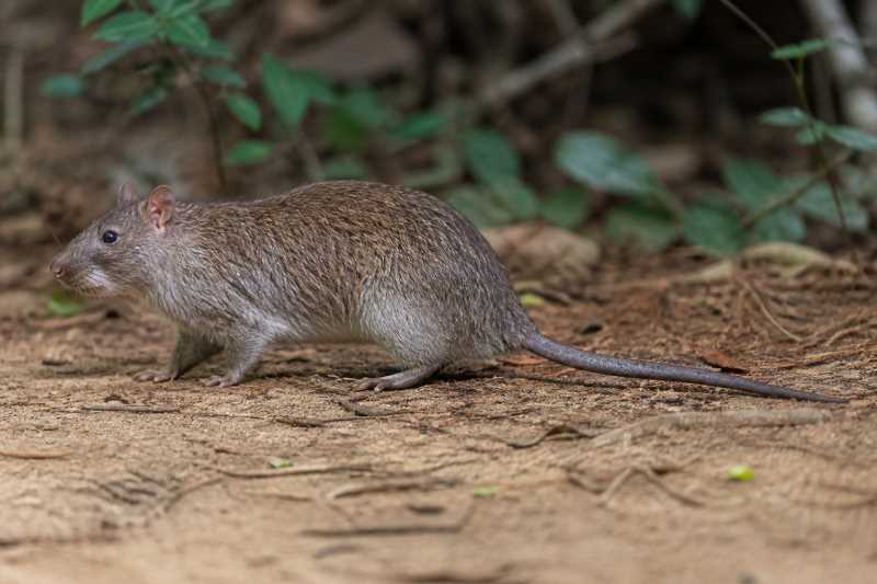 Image of a Northern Giant Pouched Rat in its natural habitat