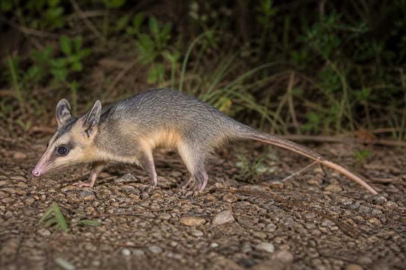 Image of a Northern Gracile Opossum in its natural habitat