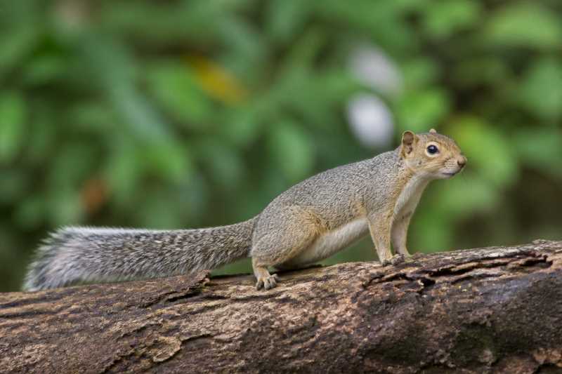 Image of a Northern Gray-bellied Squirrel in its natural habitat