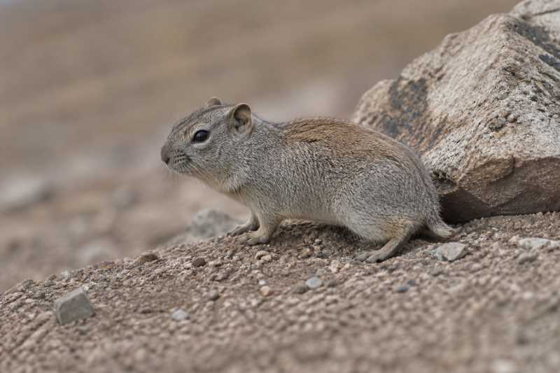 Image of a Northern Mountain Cavy in its natural habitat