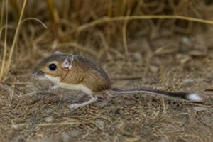 Image of a Northern Pacific Jumping Mouse in its natural habitat