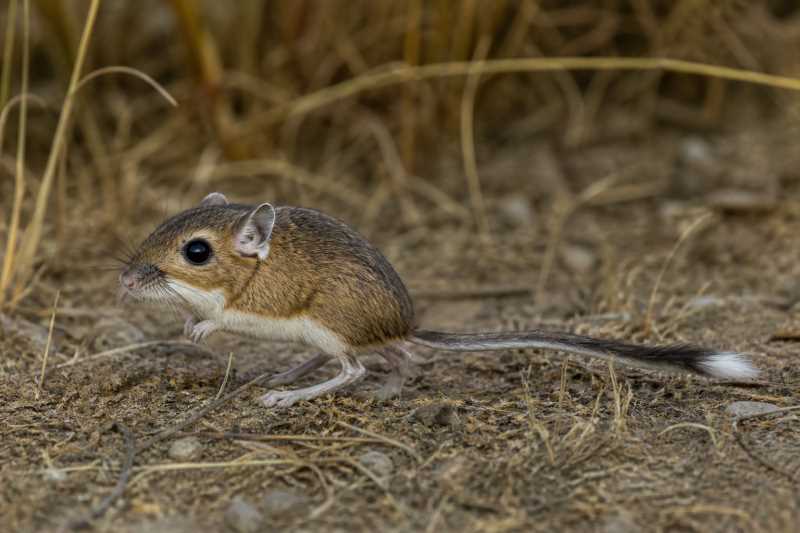 Image of a Northern Pacific Jumping Mouse in its natural habitat