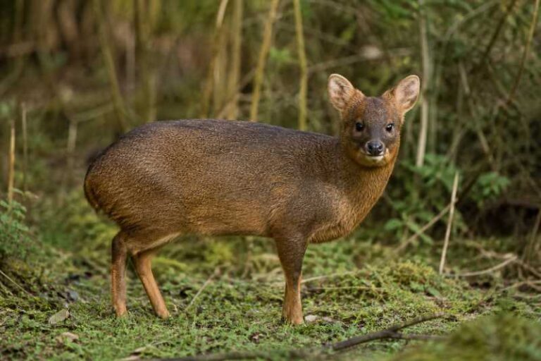 Image of a Northern Pudu in its natural habitat