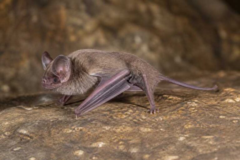 Image of a Northern Roundleaf Bat in its natural habitat