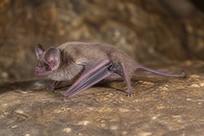 Image of a Northern Roundleaf Bat in its natural habitat