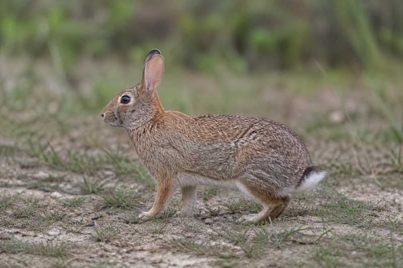 Image of a Northern Tapeti in its natural habitat