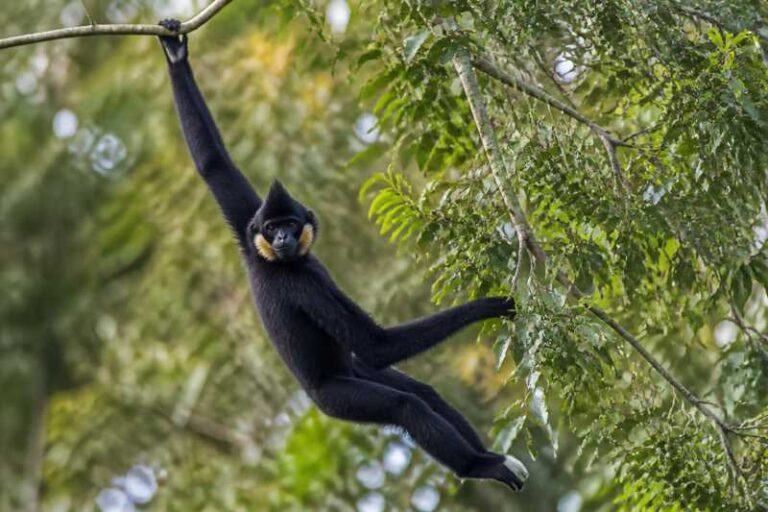 Image of a Northern Yellow-cheeked Crested Gibbon in its natural habitat