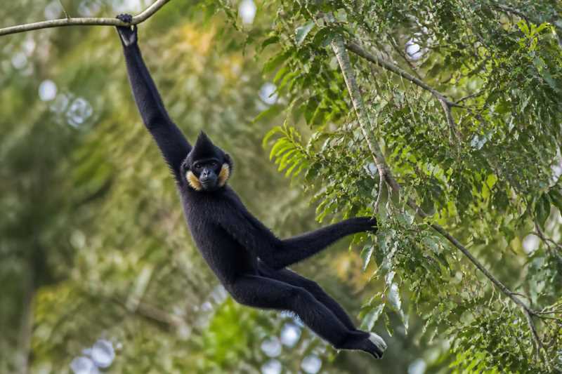 Image of a Northern Yellow-cheeked Crested Gibbon in its natural habitat