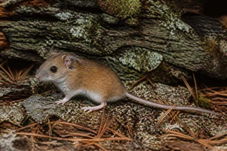 Image of a Northwestern Deermouse in its natural habitat