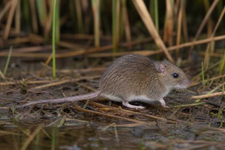 Image of a Northwestern Marsh Rice Rat in its natural habitat