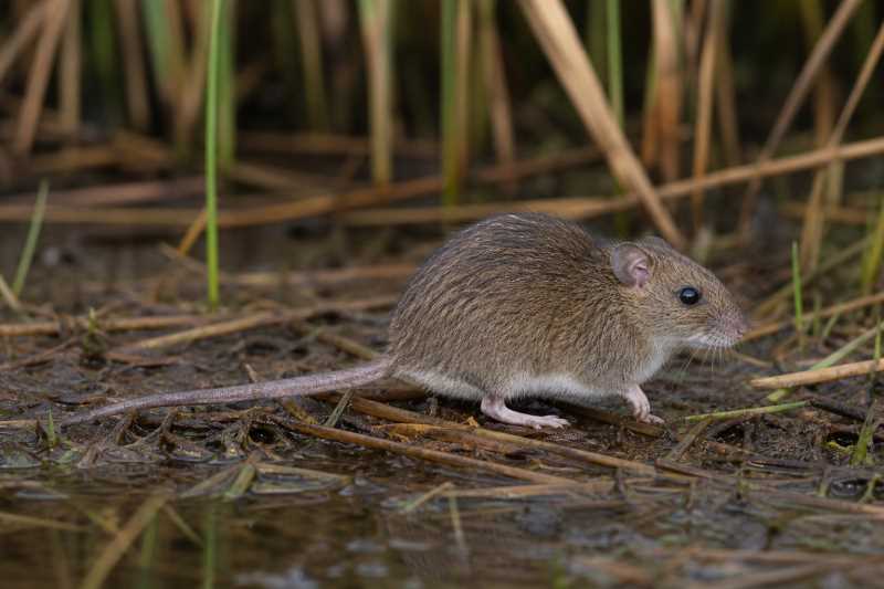 Image of a Northwestern Marsh Rice Rat in its natural habitat