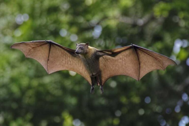 Image of a Nusatenggara Short-nosed Fruit Bat in its natural habitat