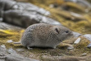 Image of a Nyalam Mountain Vole in its natural habitat