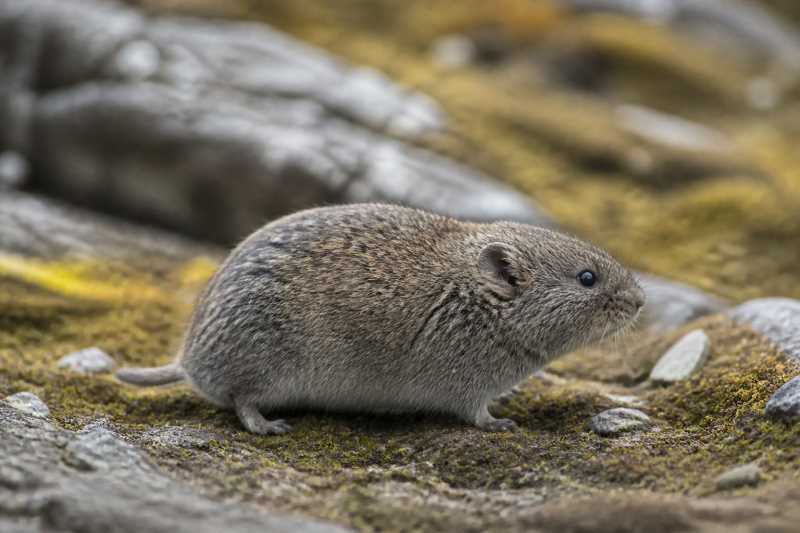 Image of a Nyalam Mountain Vole in its natural habitat